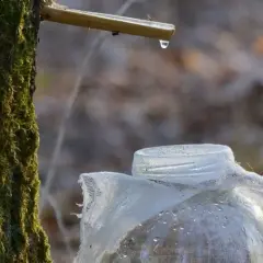 Jak pić sok z brzozy, aby cieszyć się jego zdrowotnymi korzyściami